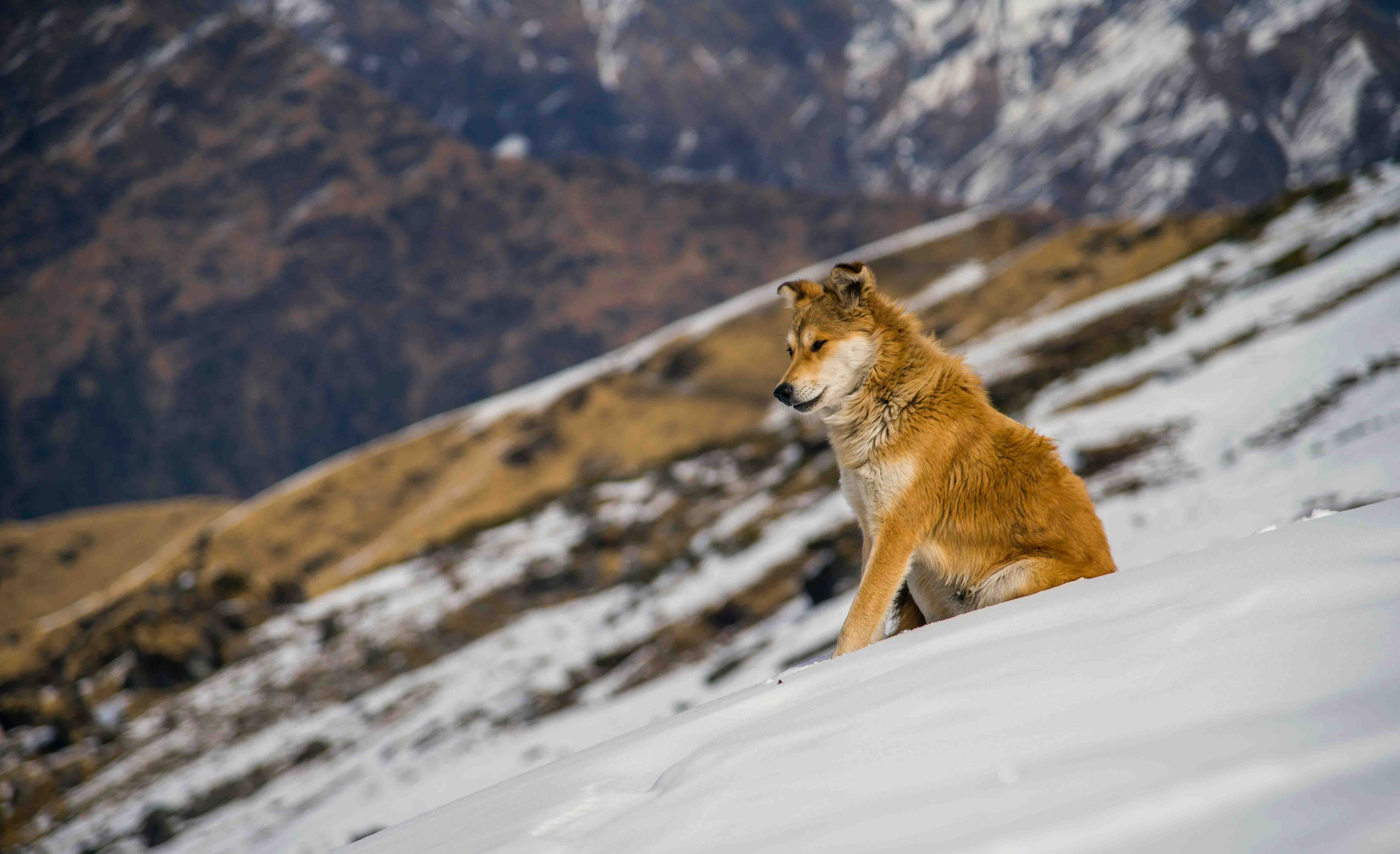 A dog sitting in the snow on top of a hill.